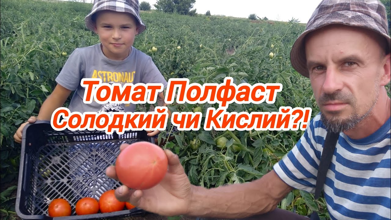 Томат Полфаст f1 огляд та дегустація!
