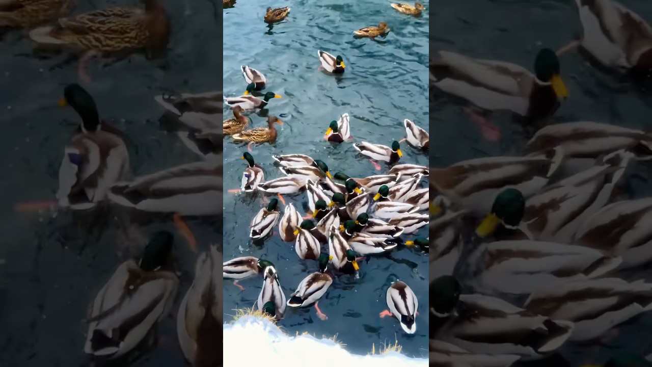 Duck therapy in action  🦆💙 #NatureSounds #OutdoorTherapy #DuckTherapy #Relaxation #Релакс #自然之声