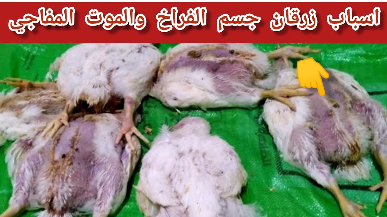 اسباب وعلاج زرقان جسم الفراخ وموت الفراخ علي بطنها في العمر الكبير/تربية الدواجن