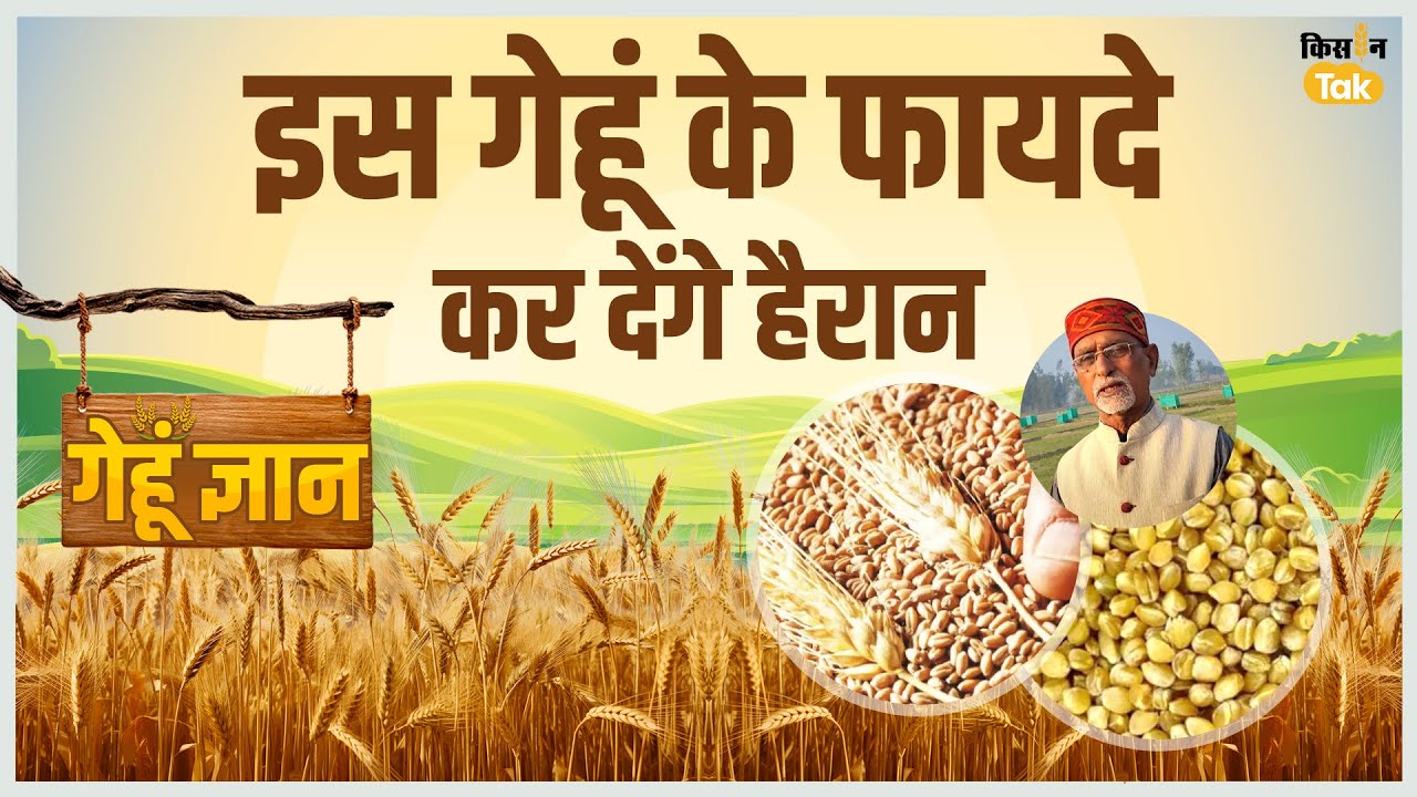 Sona Moti Wheat Benefits: इस गेहूं के फायदे जानकर आप रह जाएंगे दंग! देखिए वीडियो | Kisan Tak