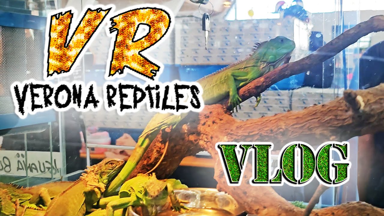 MY FIRST EXPO! Verona Reptiles october 6th 2024 VLOG