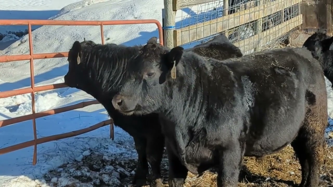 Winter on the Farm