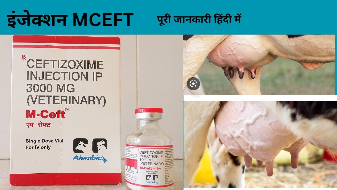 Injection M-CEFT || Injection M-CEFT use in hindi ||
