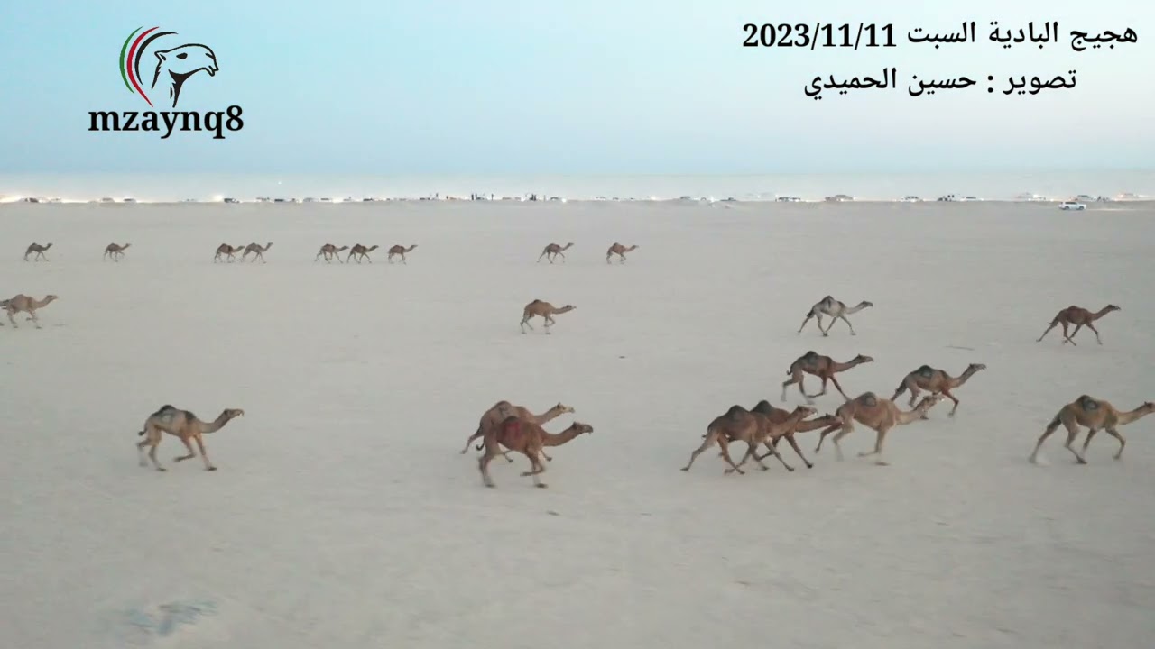 هجيج البادية الثالث 2023/11/11 تصوير وإخراج حسين الحميدي