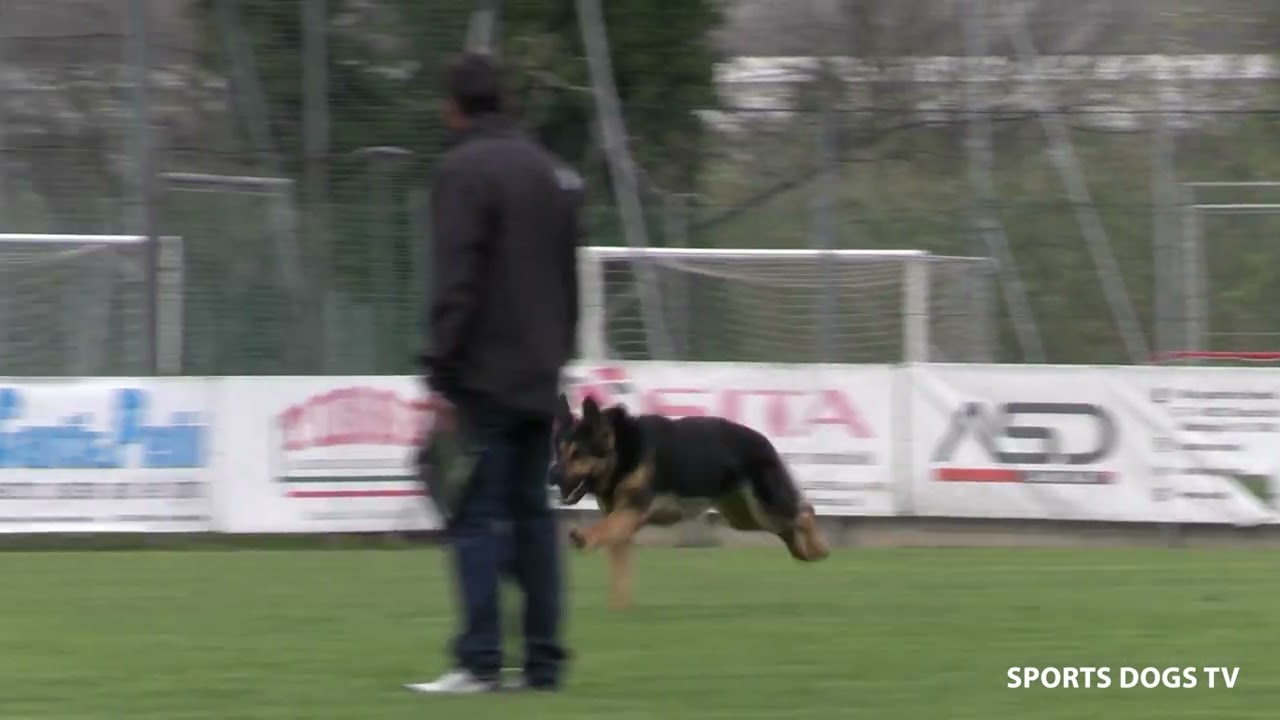 GRITTI GIANCARLO FASE B 91 PUNTI TROFEO ENCI 2025 - Sports Dogs - Il Meraviglioso mondo dell'IGP.