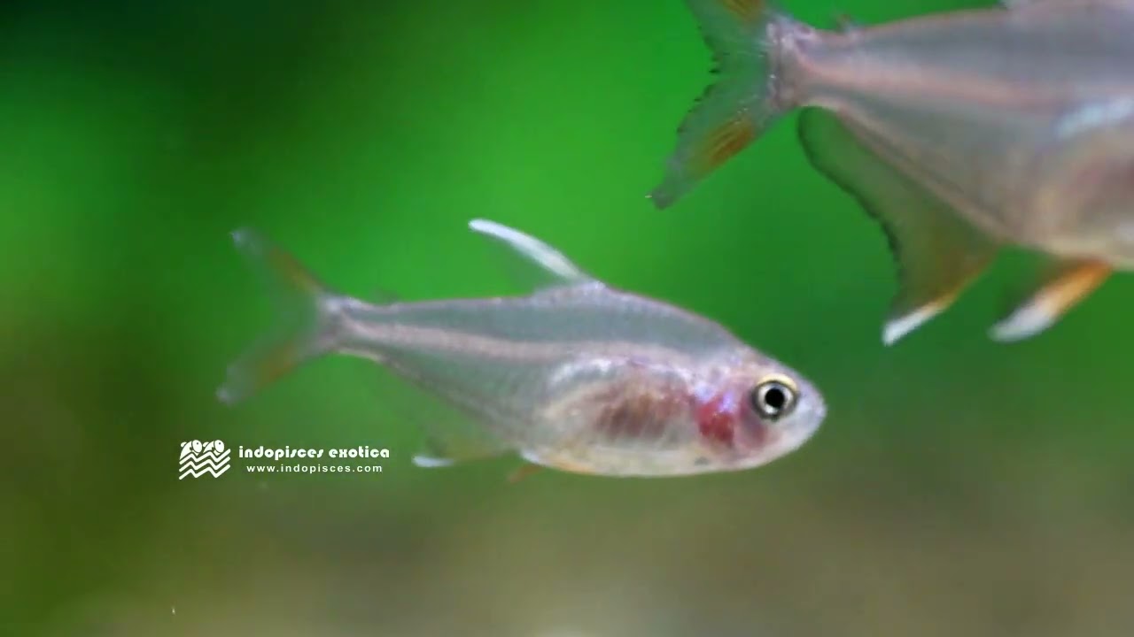 The White Fin Ornate Tetra, Hyphessobrycon bentosi