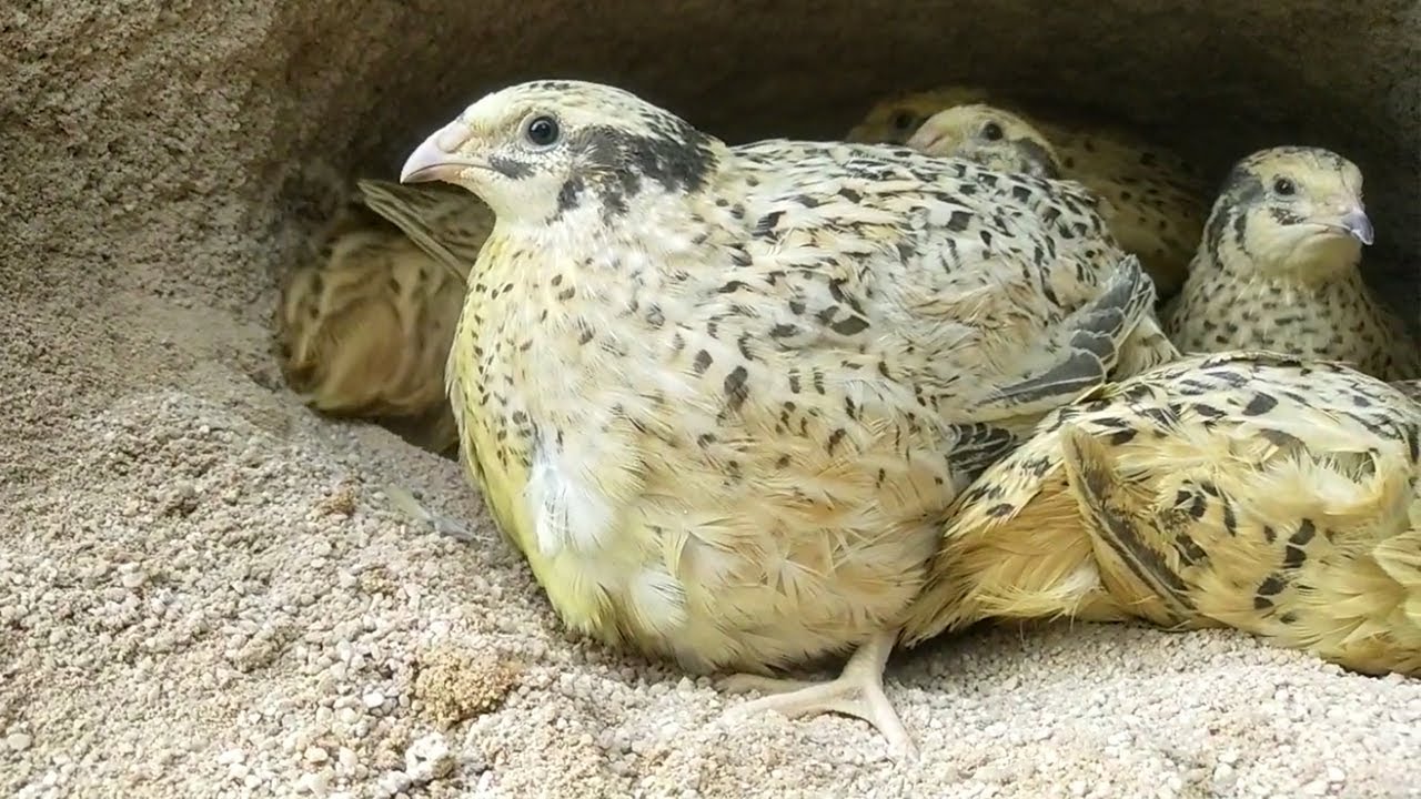 Awesome Quail Bird Nest Discovery | Meet Quail Nest In Forest| Natural Life Record