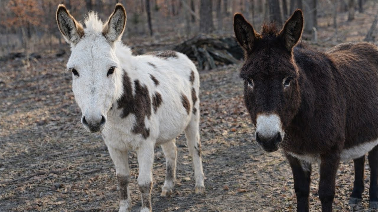 They Don’t Want To Go…But It’s For The Best…
