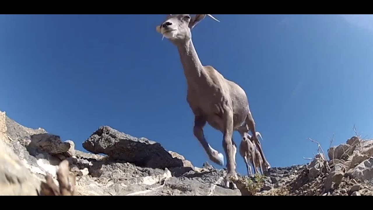 Massive growth puts humans, wildlife at odds in the Mojave Desert
