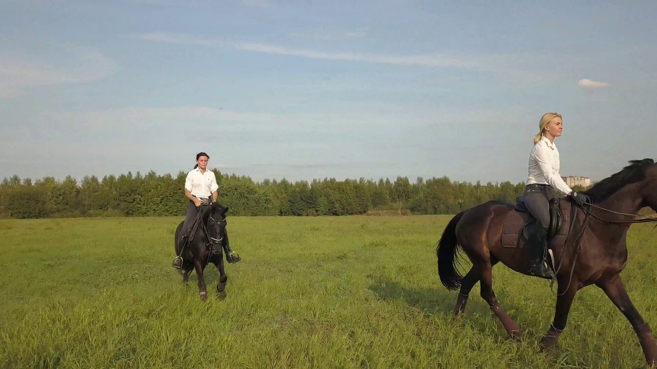 Galloping horses by drone 4K / Fields of Elysium - Brunuhville