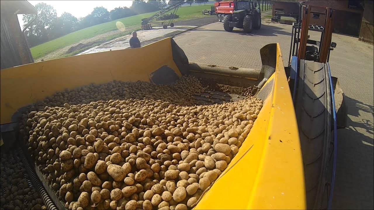 °GoPro° Speisekartoffelernte und Einlagerung 2014 HD