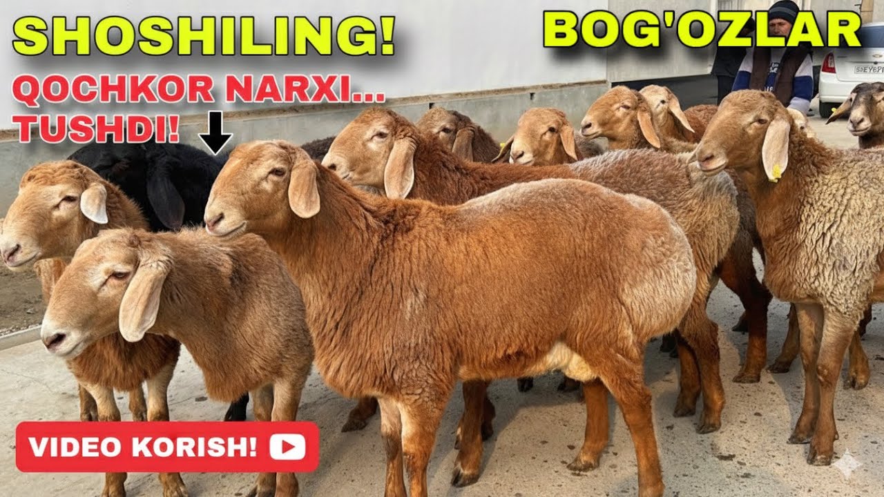 😱 Solijonga 🇰🇬 arashan qochqorlar va bo‘g‘oz sovluqlar keldi — ARZON!
