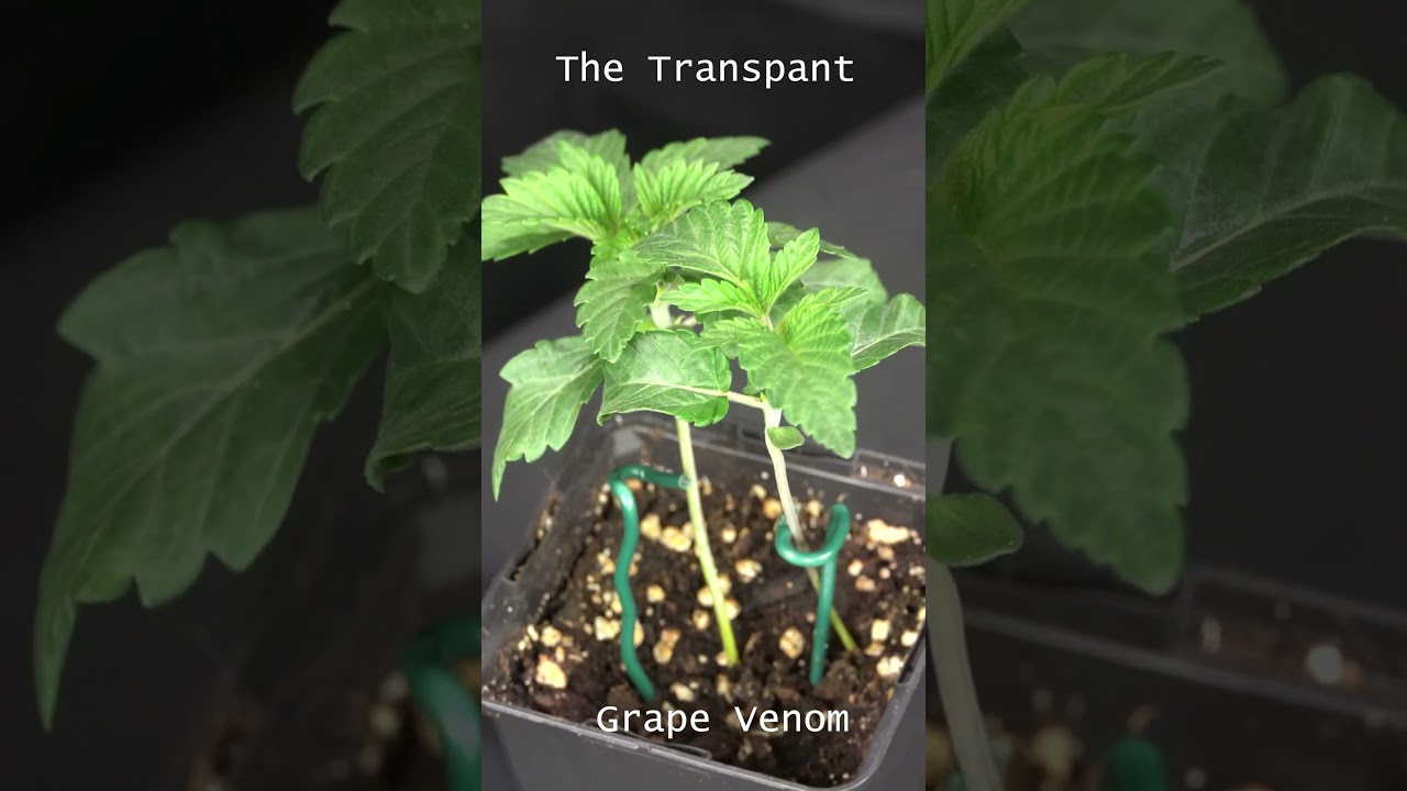 The Transplant into Living Soil