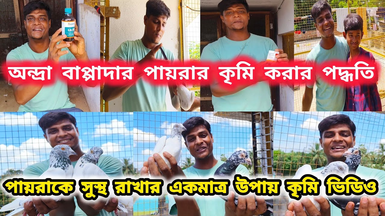 বাপ্পাদার অন্দ্রা পায়রার কৃমি করার পদ্ধতি।DEWORMING PROCESS FOR KABUTOR।@pigeonsloverrj9600