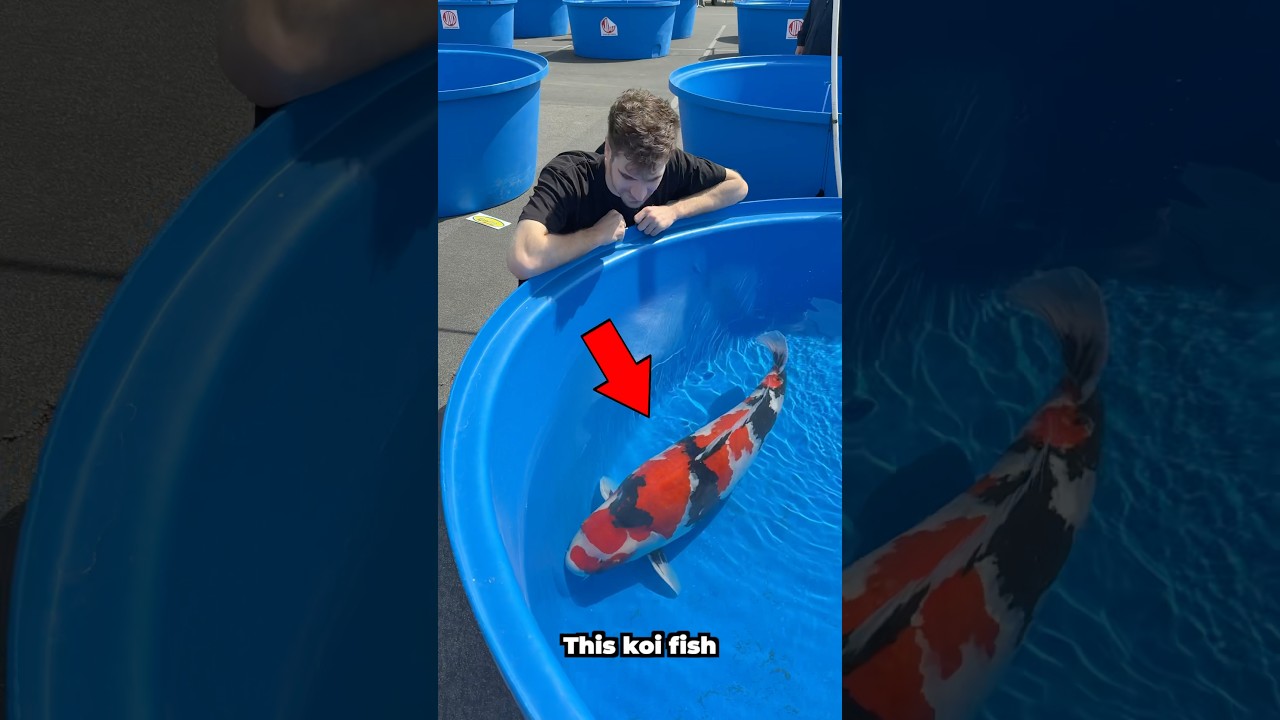 This fish is worth how much?! 😳