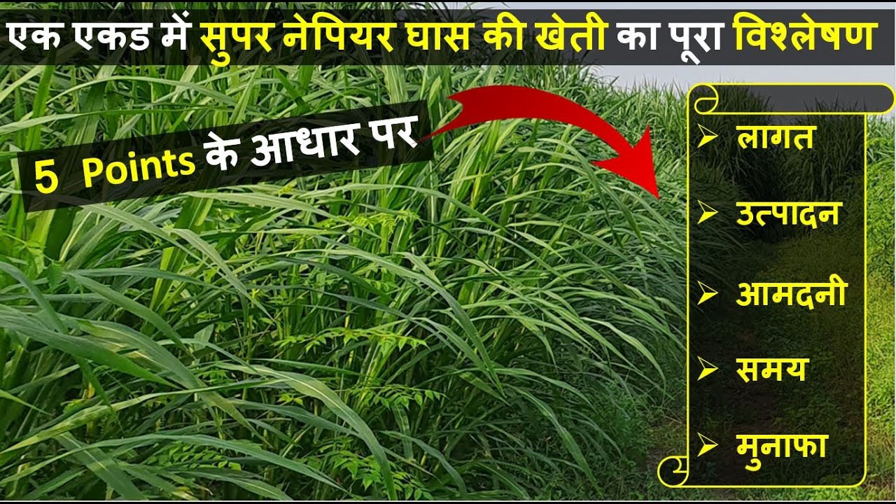 एक एकड में सुपर नेपियर घास की खेती का पूरा विश्लेषण | Super Napier Grass Farming In India