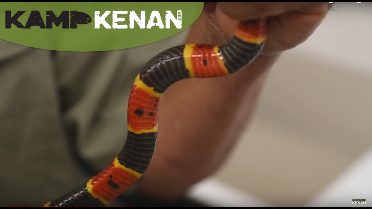 Coral Snake Venom! : Kamp Kenan S2 Episode 5