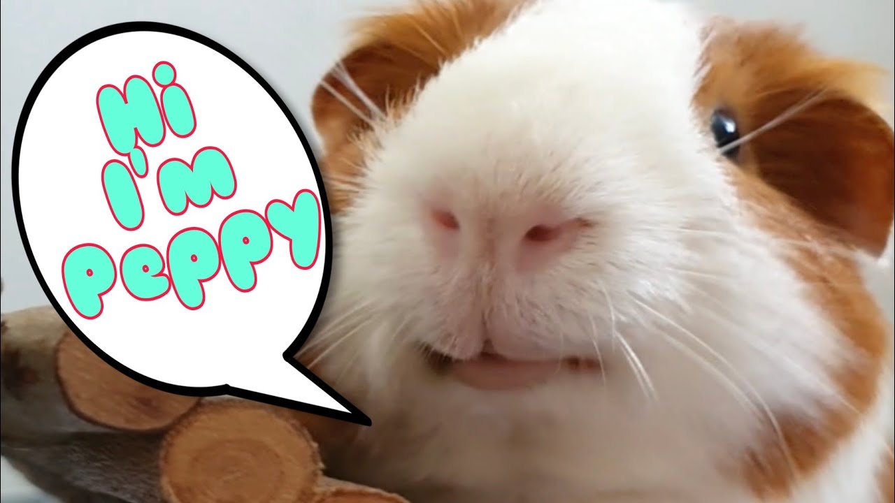 Hi I'm Peppy - hughug a guinea pig