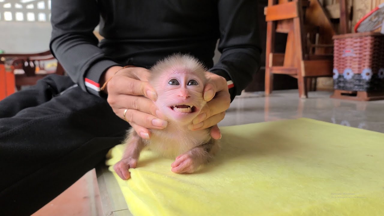 Dad massages and rocks Tini the monkey to sleep