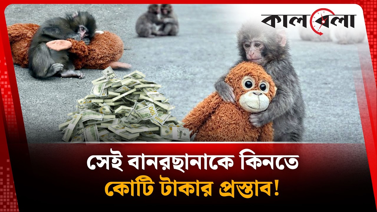 A baby monkey costs crores of taka! | Monkey | Kalbela