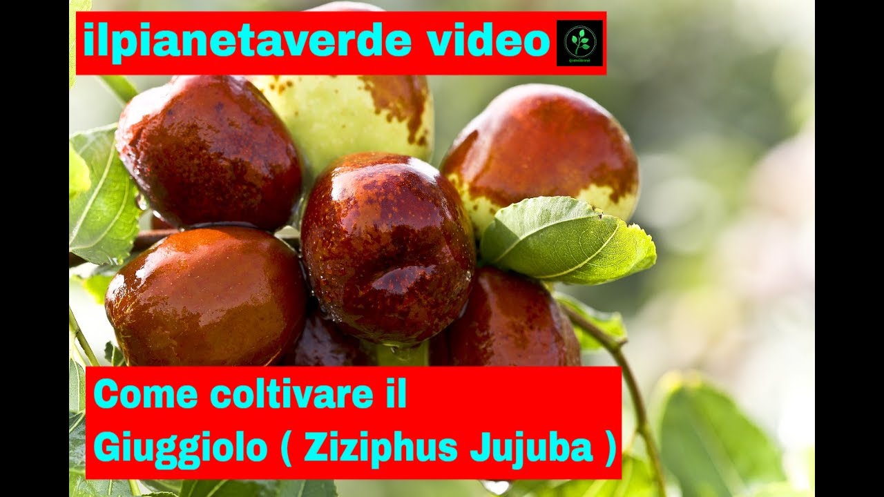 Come coltivare il Giuggiolo ( Ziziphus Jujuba )