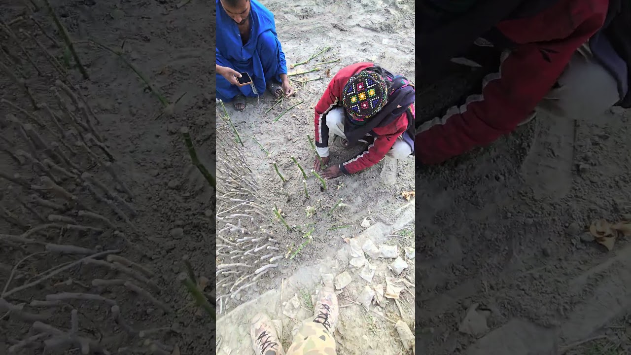 Cuttings in soil - Popular+Bamboo Cuttings 