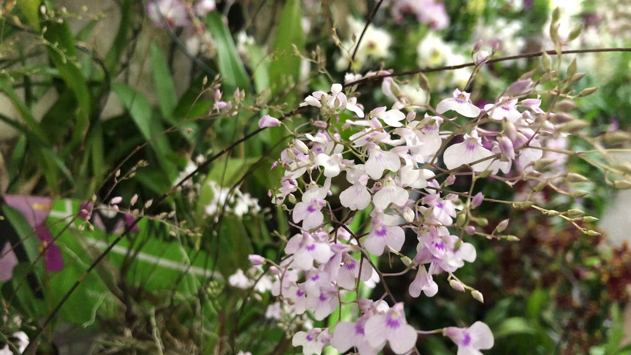 ORQUÍDEA CARA DE MACACO , IONOPSIS UTRICULARIOIDES E SUAS CURIOSIDADES!!
