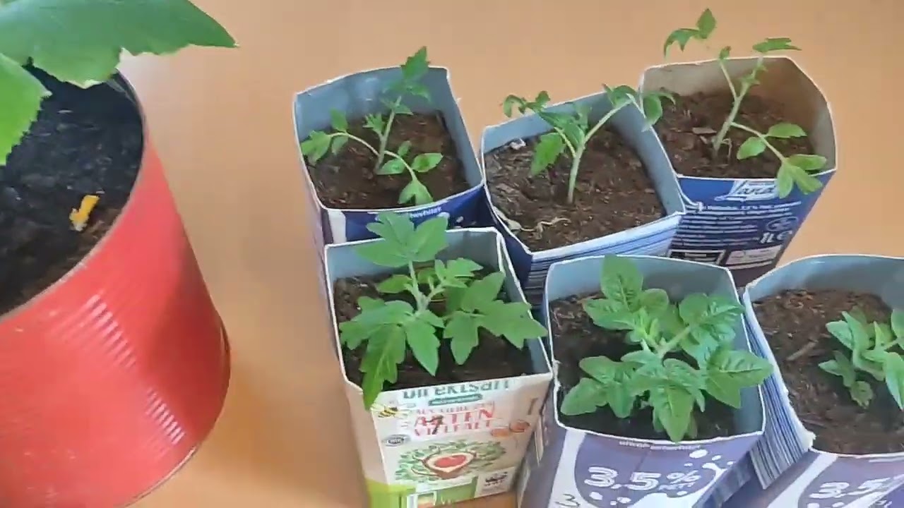 Januar/ Was ist mit den Zimmertomaten? 🧐🍅