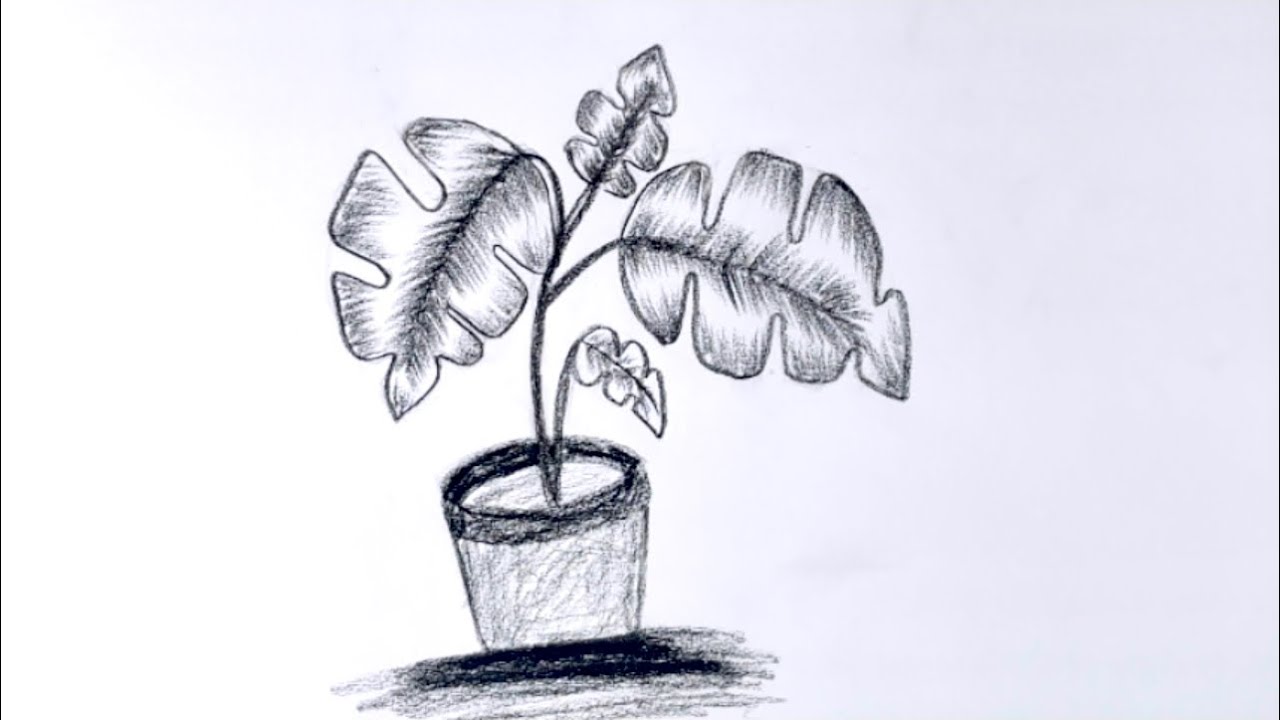 Draw a plant sketch 🪴| charcoal drawing | easy tutorial | Pencil drawing 