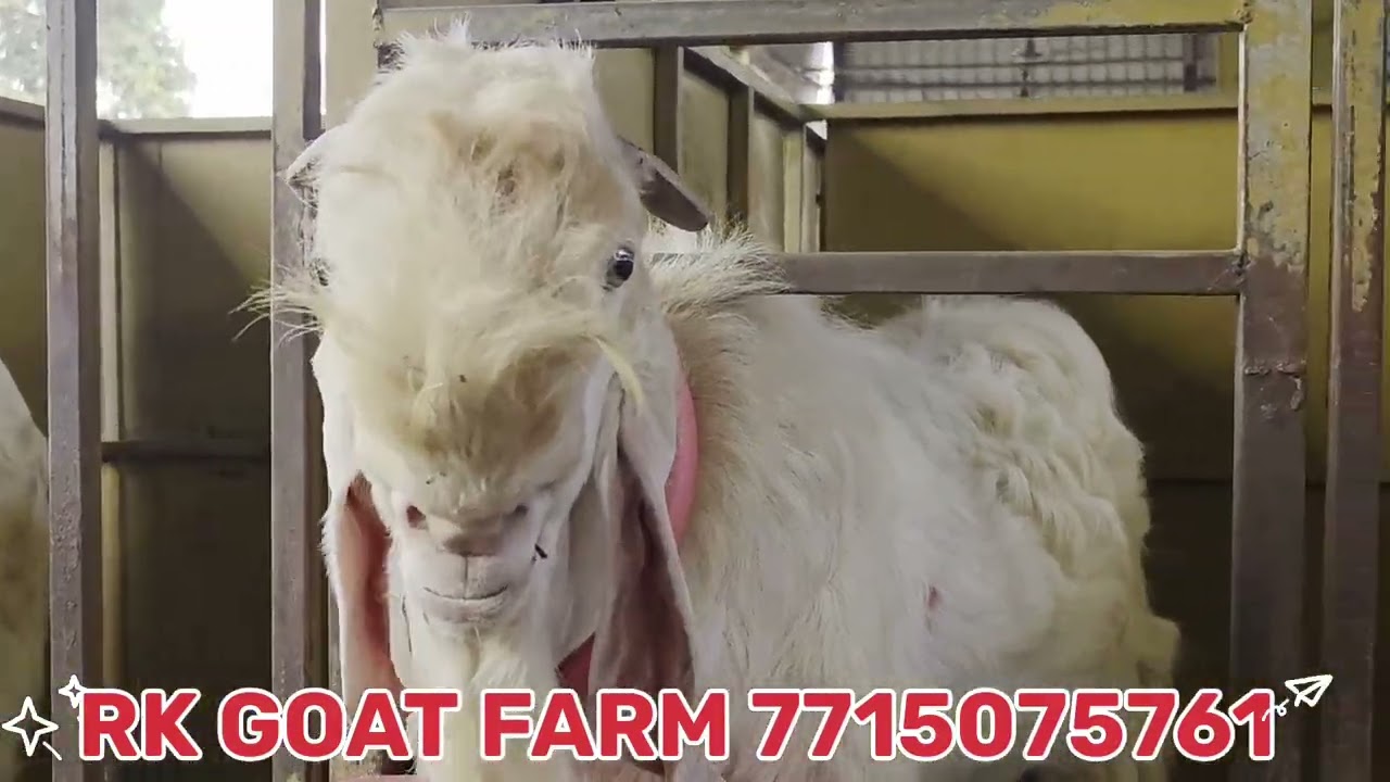 Bada no 1 to 5 update ...@Rkvlogs-kg9ps @Rkgoatfarm 