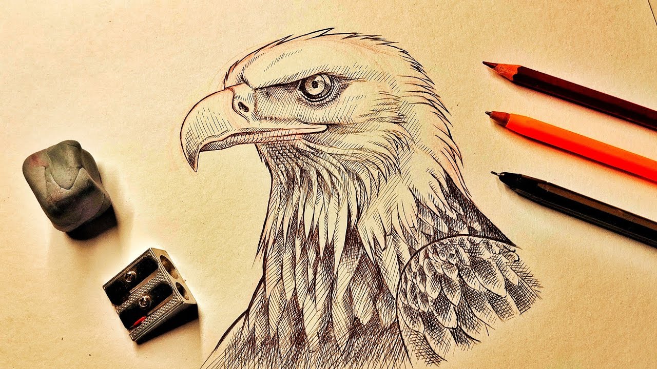 🎨Como DIBUJAR AGUILA CALVA | CROSS HATCHING | DIBUJO REALISTA😯