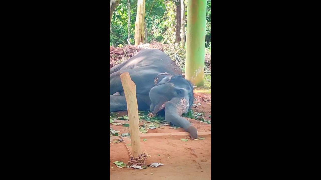 Cute Elephants in Kodanad Wild Life Sanctuary in Kerala, India on last weekend