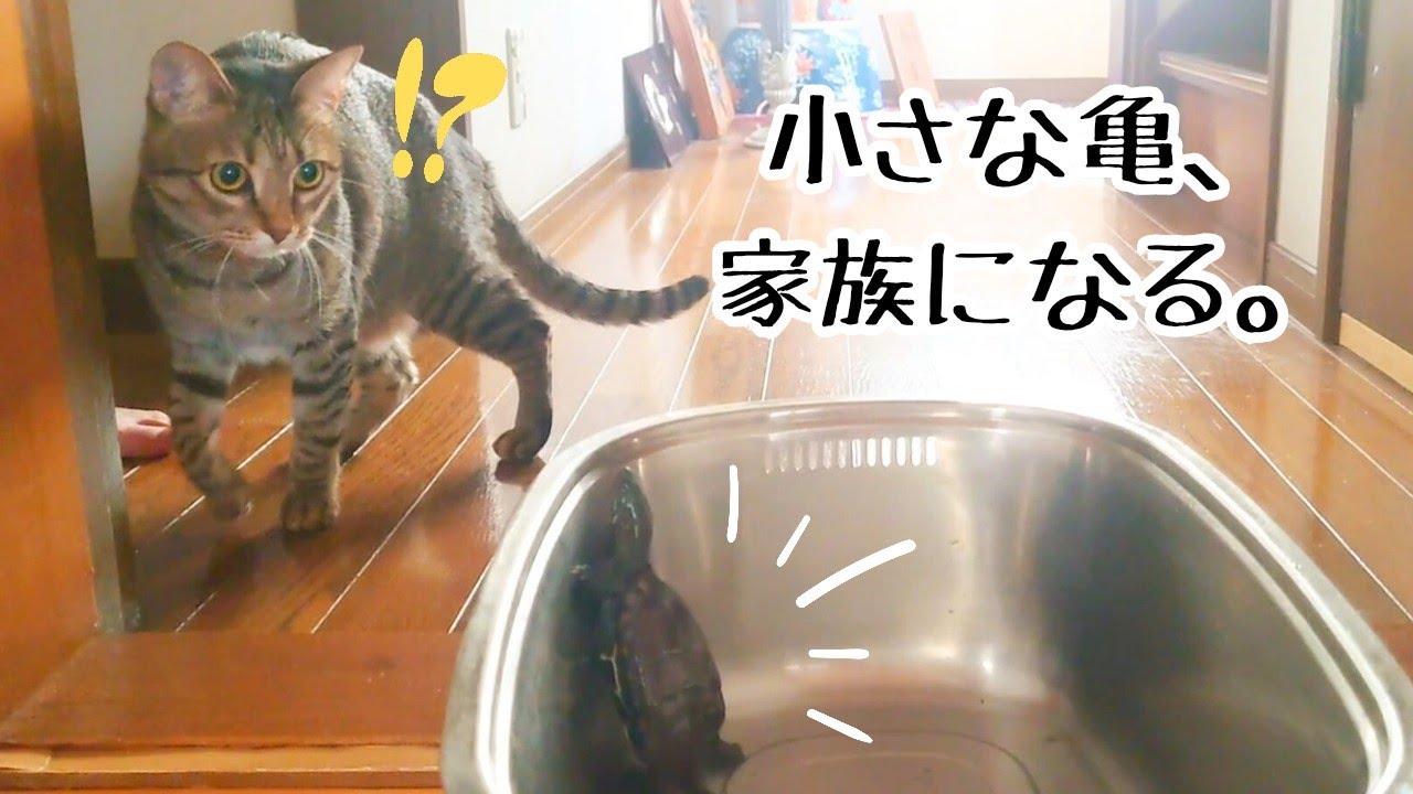 小さな亀が家に来た日。猫と犬の反応が可愛すぎた【The Day a Tiny Turtle Came Home — Our Cat and Dog's Reactions Were Too Cute】