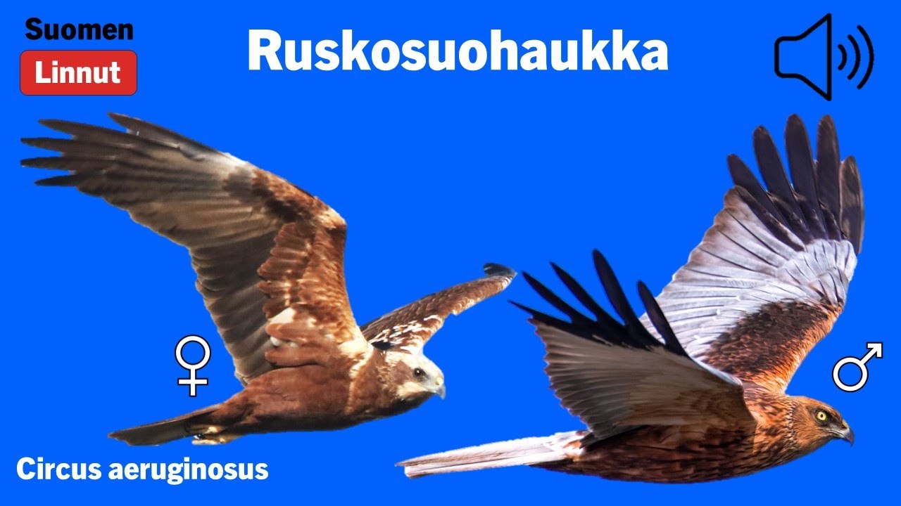 Ruskosuohaukka
