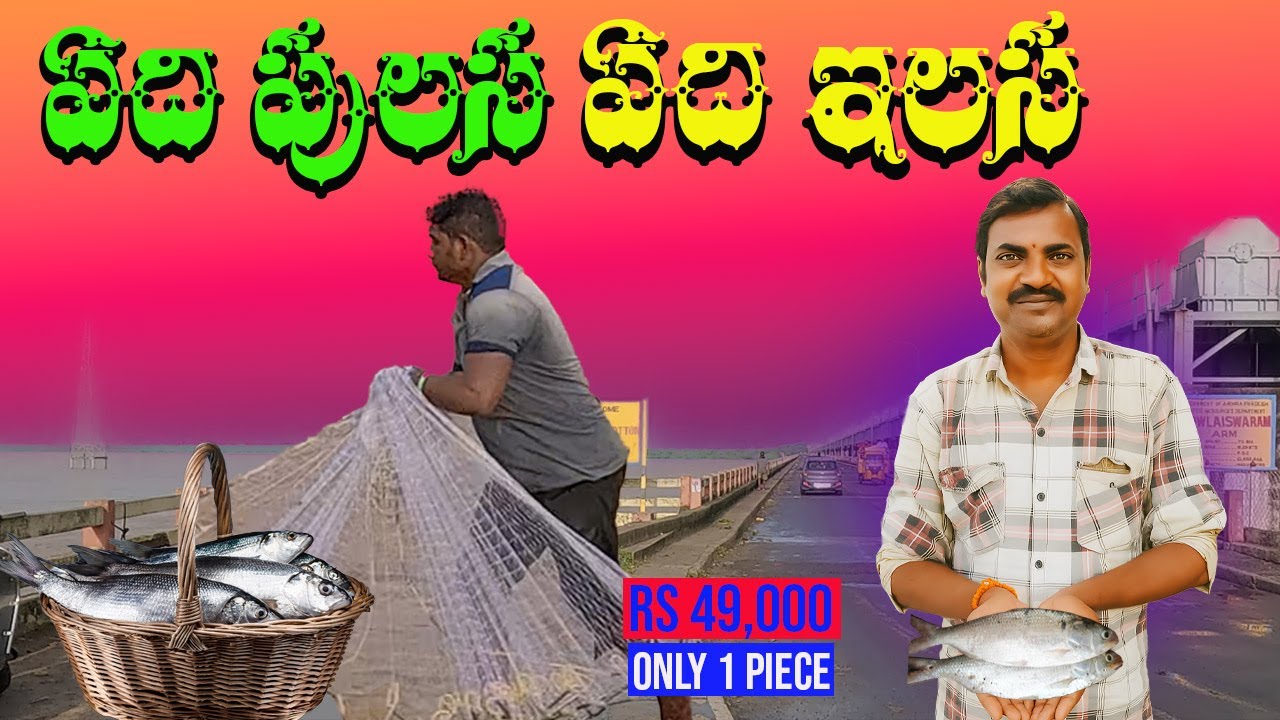 pulasa పులస చేపను గుర్తించడం ఎలా | pulasa fish telugu video || Pulasa Fish Telugu || Godavari pulasa