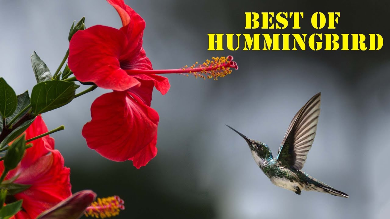 The Best Hummingbird Facts You've Never Known  - The Smallest Bird Species