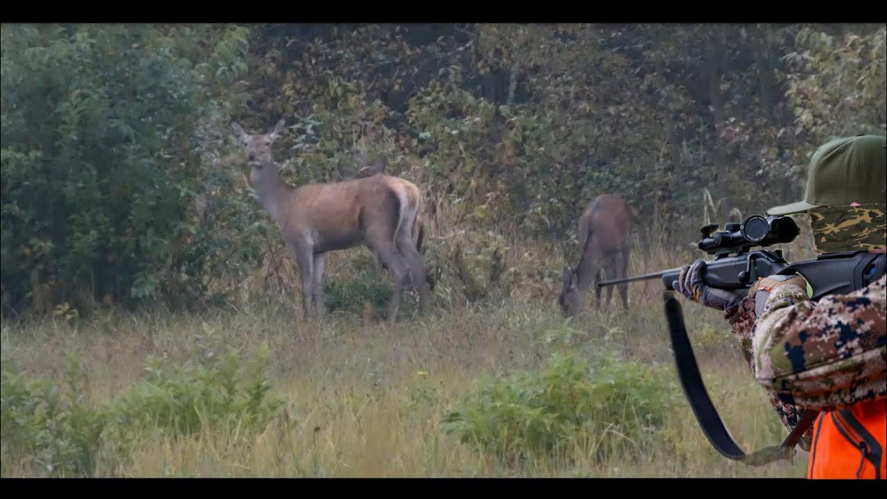 Polowanie na Jelenie//Mauser .308 win