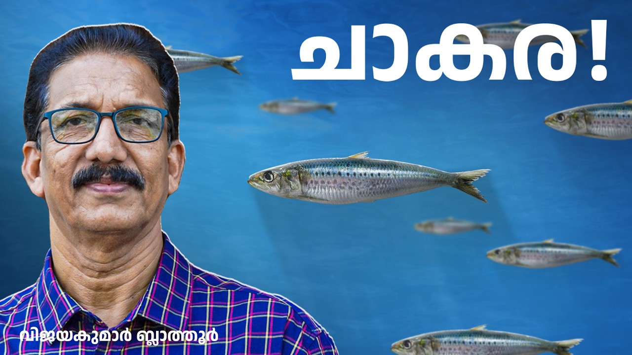 ചാകര കടലിൽ മീൻ കൂടുന്നതല്ല MUD BANKS OF KERALA  #fishing #kerala #chakara #ചാകര #facts #science