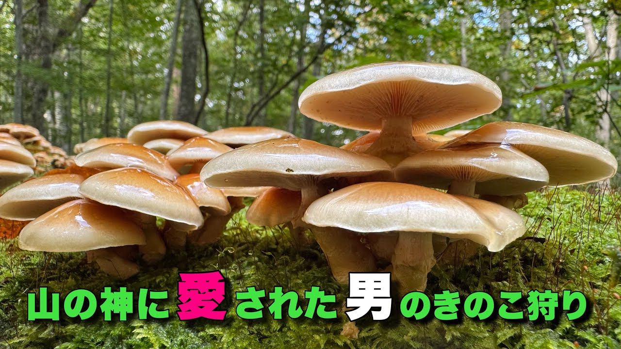 山の神に愛された男のきのこ狩り　なめこ編