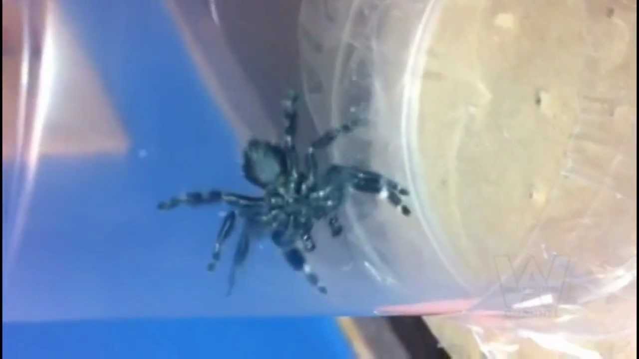 Hairy Green Fanged Jumping Spider