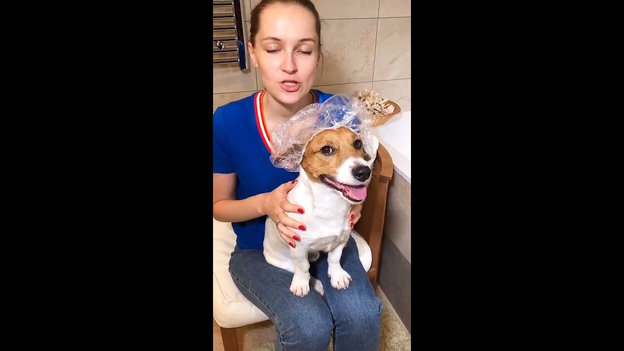 Уход за шерстью собаки