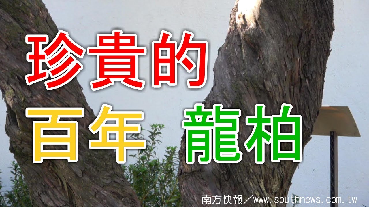 southnews_珍貴的百年「龍柏」（榮柏、縲絲柏、繞龍柏、日本柏、龍抱珠、圓柏）