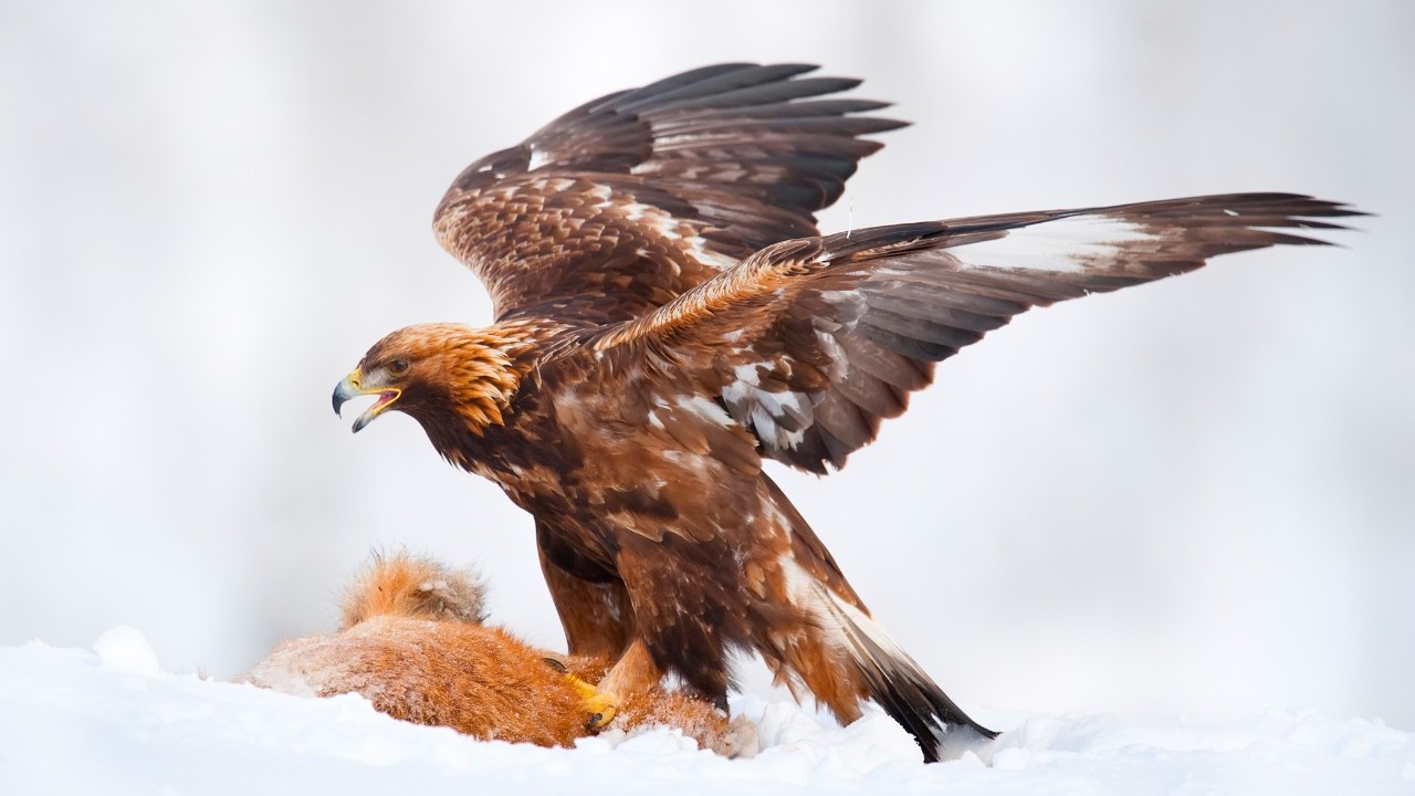 Golden Eagle: Why They're Called Golden Eagles, Size & More!