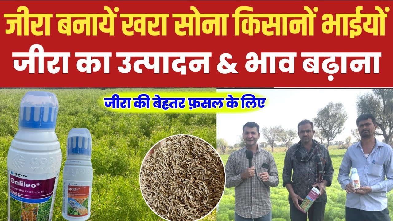 जीरा बनायें खरा सोना  जीरा का उत्पादन & भाव बढ़ाना है तो यह जोड़ी !Jeera | Farmer | Cumin Seeds