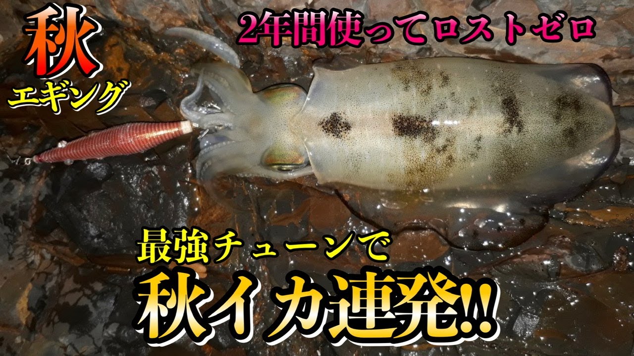 根掛かりしないのにめっちゃ釣れるエギのチューニング法教えます。
