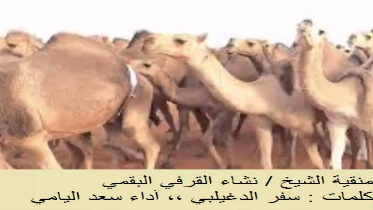 الليالي عيفتني وأنا طبعي عيوف كلمات سفر الدغيلبي & آداء سعد اليامي