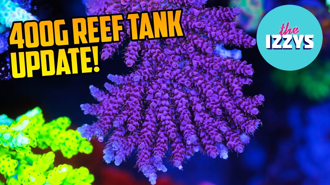REEF TANK UPDATE! The Izzys 400 Gallon Aquarium