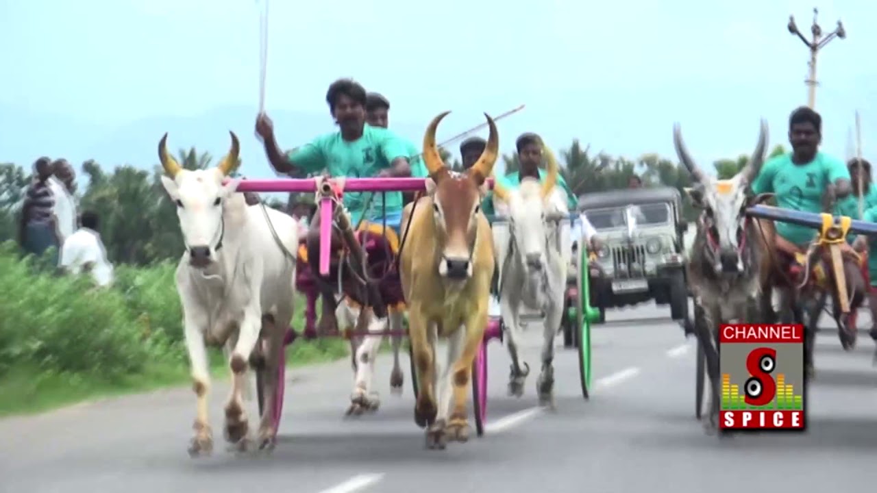 Rekla Race 2017 Theni District Cumbum Mettu 08.11.2017 (Karichaan)
