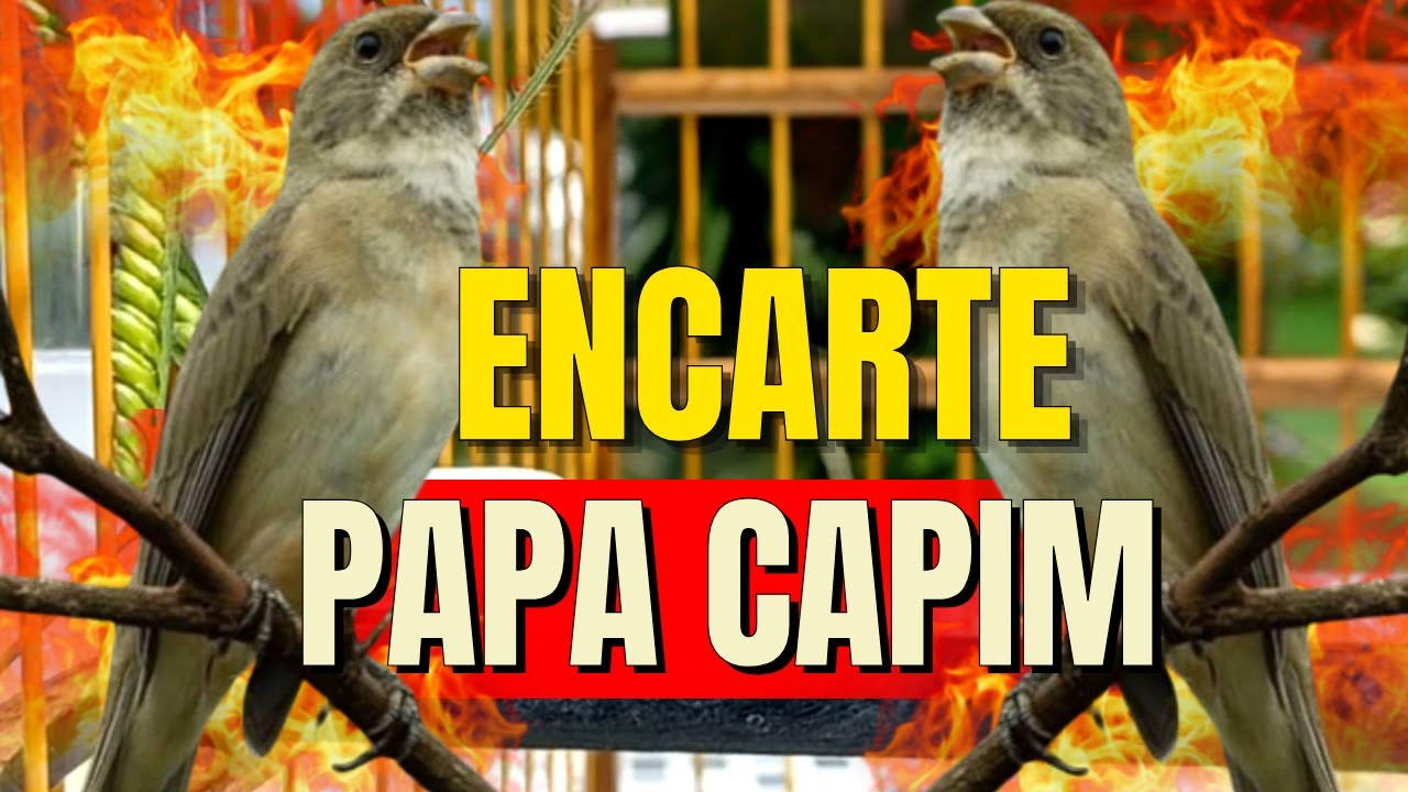🔴 MELHOR CANTO PAPA-CAPIM FIBRA 🔴 ÁUDIO ESPECIAL PARA ENCARTE E TREINO 🔴 TURBINE SEU PAPA-CAPIM 🔴