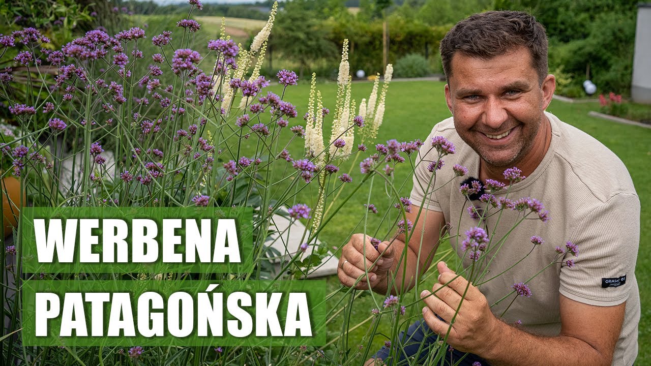 Najlepsza roślina do ogrodu. Werbena patagońska królowa letnich rabat